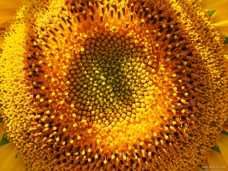 向日葵的特写图片
