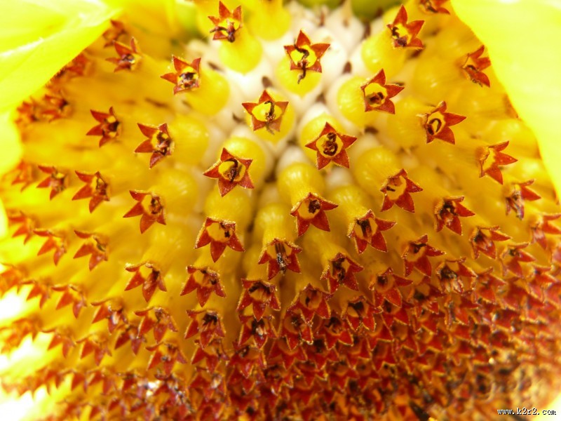 向日葵的特写图片