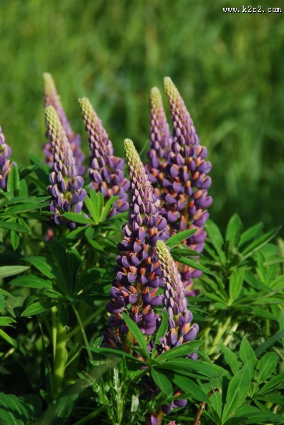 多彩的羽扇豆图片