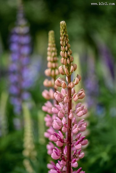 多彩的羽扇豆图片