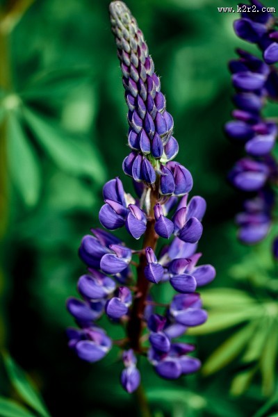 多彩的羽扇豆图片