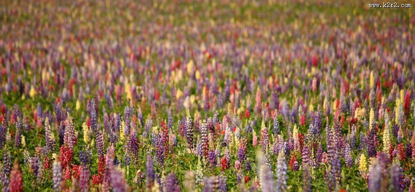 多彩的羽扇豆图片