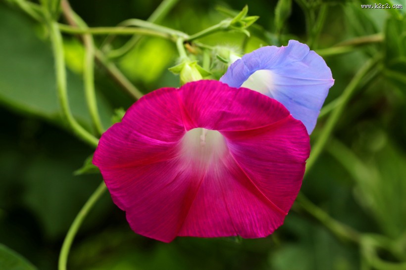 五彩斑斓牵牛花图片