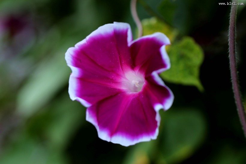 五彩斑斓牵牛花图片