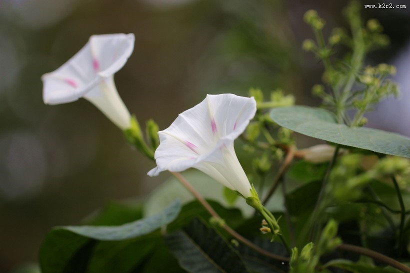 五彩斑斓牵牛花图片