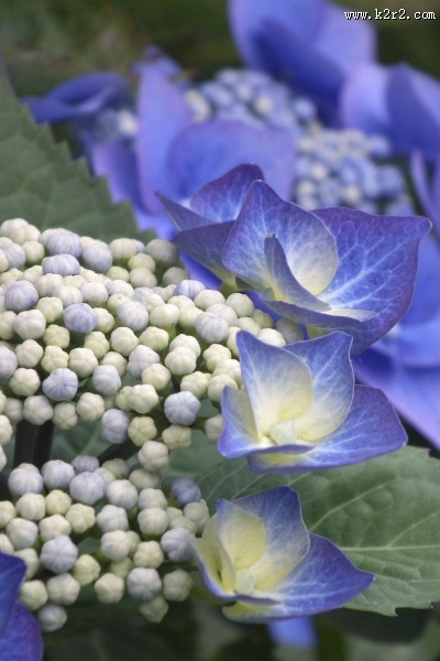 观赏花木之八仙花图片