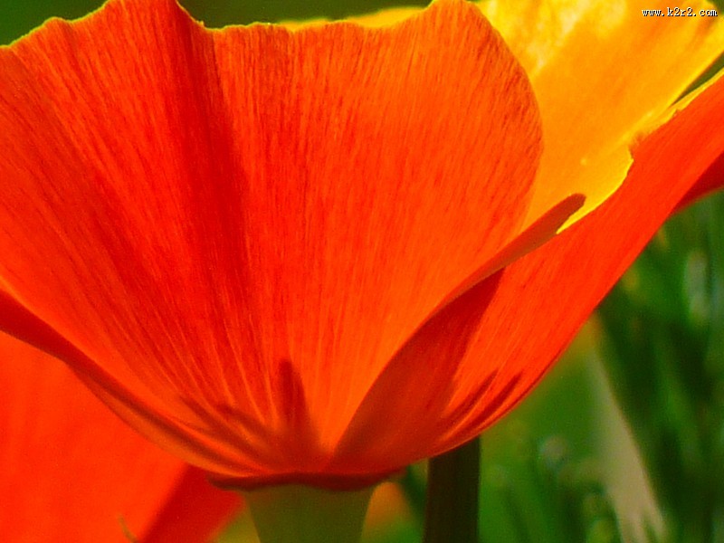 绚烂华美的罂粟图片大全