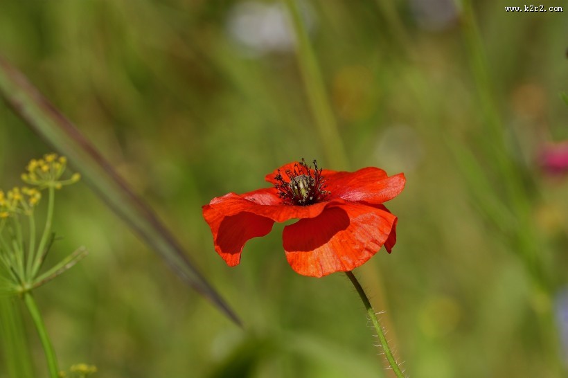 绚烂华美的罂粟图片大全