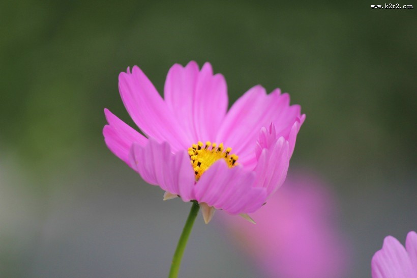 花卉新品种之太空花图片大全