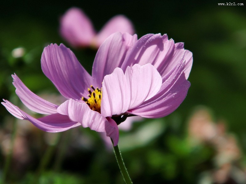 花卉新品种之太空花图片大全