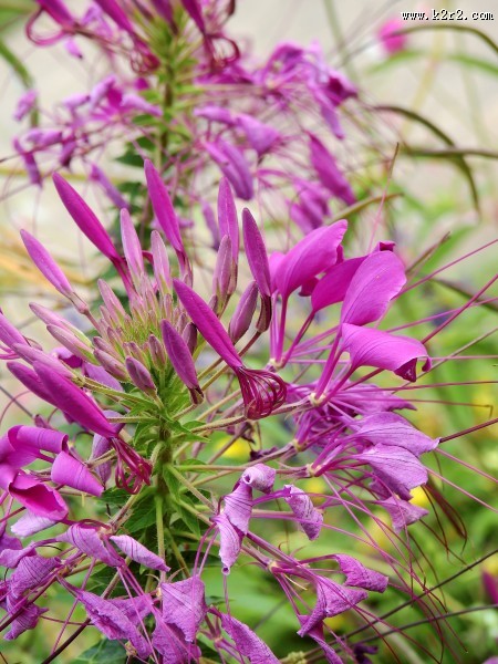 胜似蝴蝶的醉蝶花图片