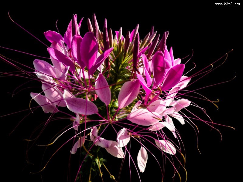 胜似蝴蝶的醉蝶花图片