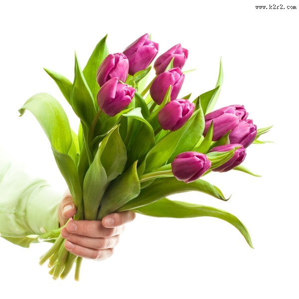 漂亮的郁金香鲜花花束图片