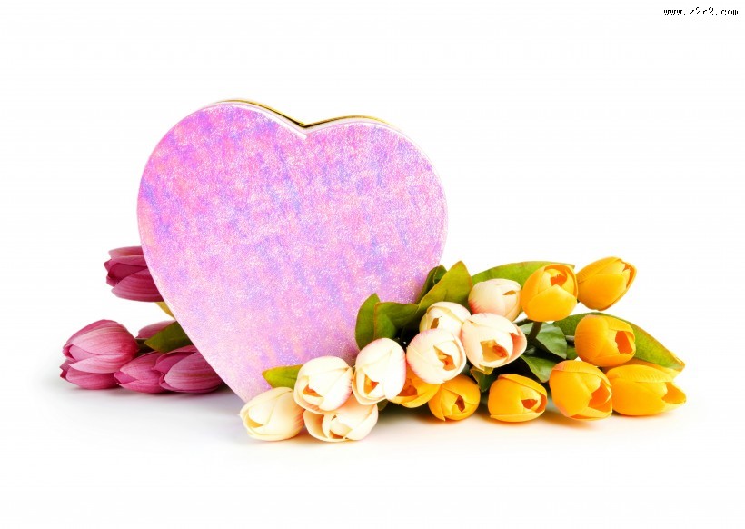 漂亮的郁金香图片