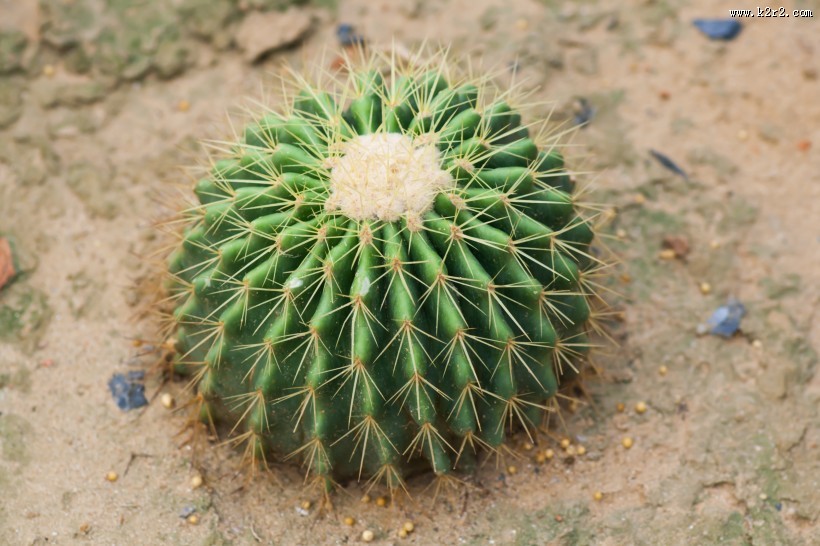 仙人掌科植物图片