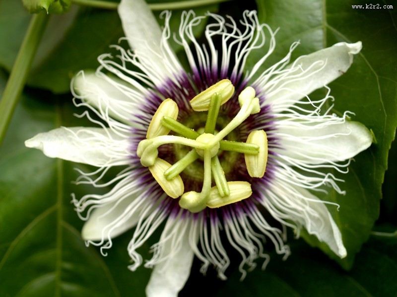 奇特的西番莲花图片