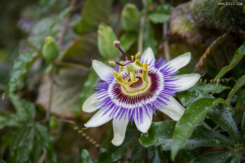 奇特的西番莲花图片