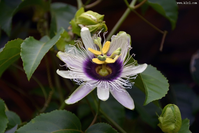 奇特的西番莲花图片