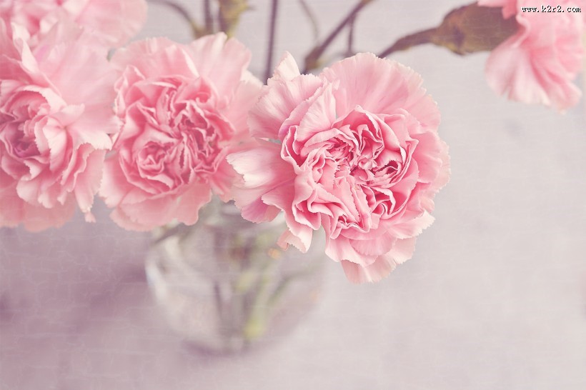 温馨的康乃馨图片