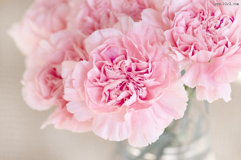 温馨的康乃馨图片