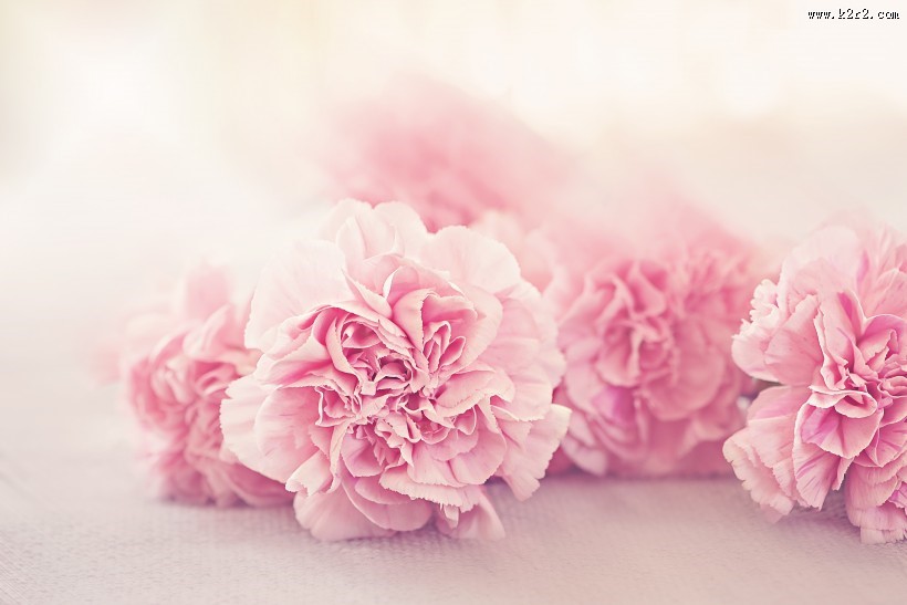 温馨的康乃馨图片