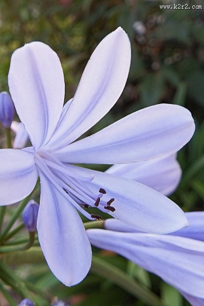 浪漫色彩的爱情花之百子莲图片