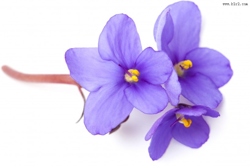 美丽的紫色花朵图片