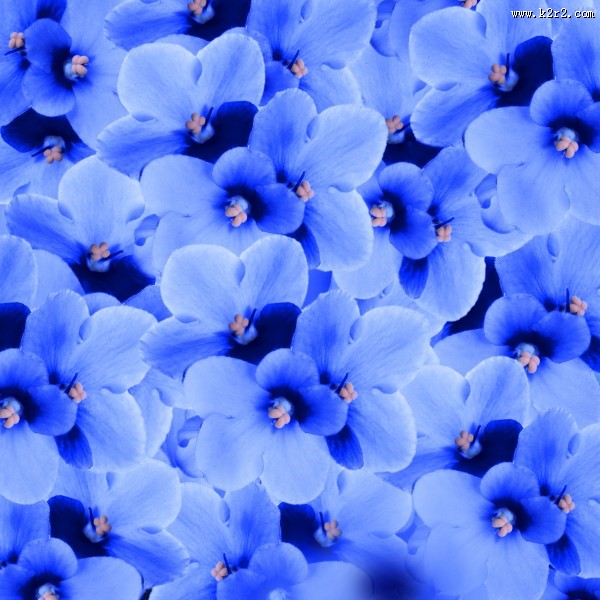 美丽的紫色花朵图片