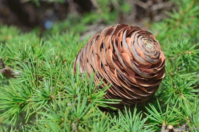 松树的果实松子图片