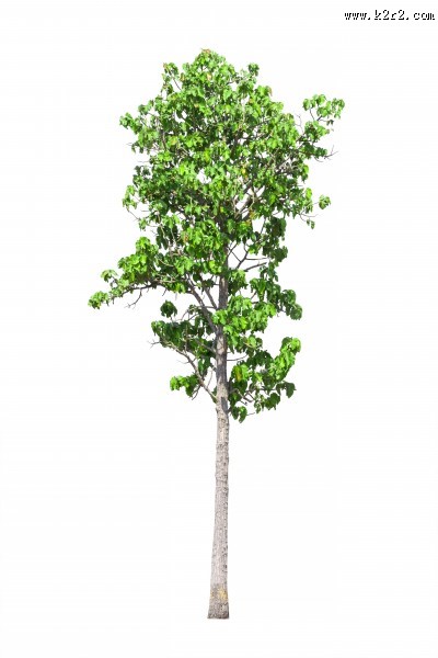 树木植物图片大全