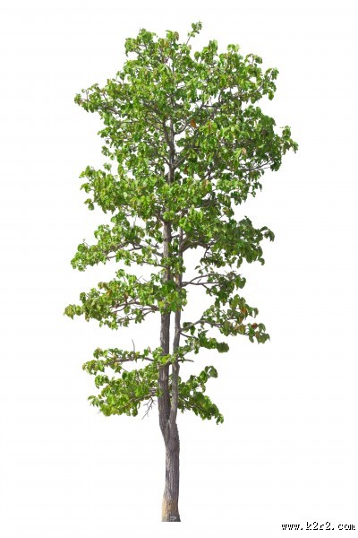 树木植物图片大全