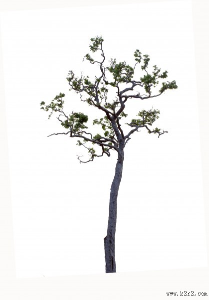 漂亮的景观树木图片