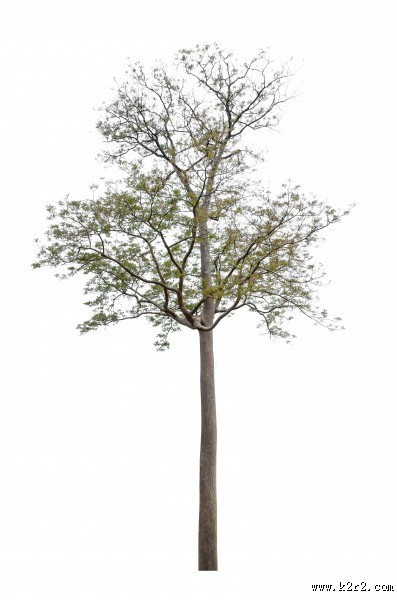 漂亮的景观树木图片