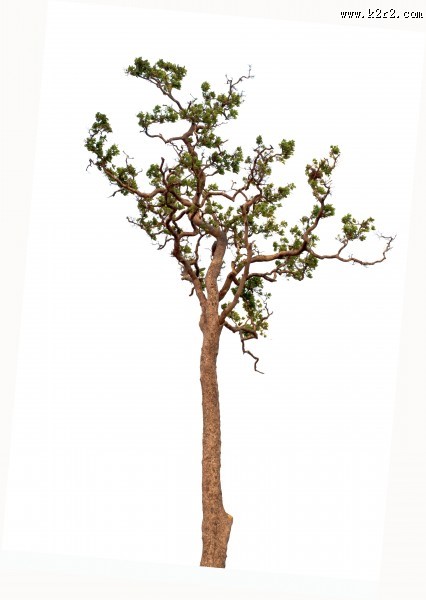 漂亮的景观树木图片