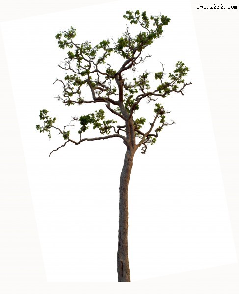 漂亮的景观树木图片