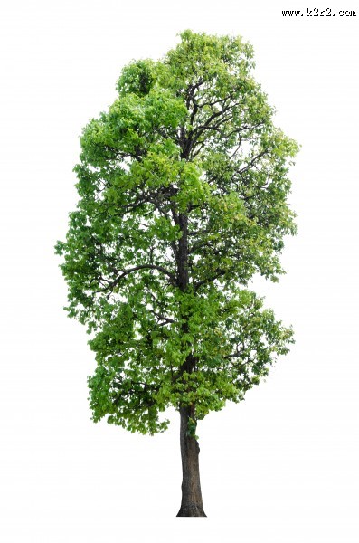 漂亮的景观树木图片