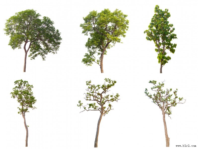 漂亮的景观树木图片