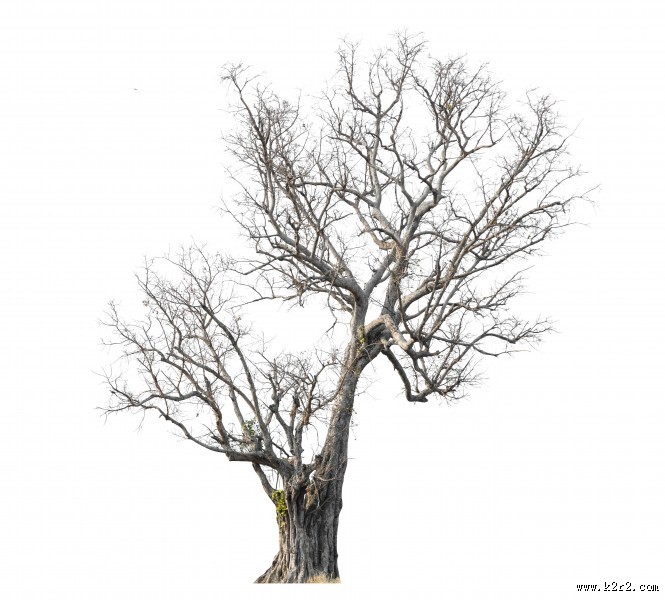 漂亮的景观树木图片