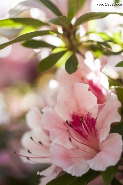 春天各种鲜艳的花朵图片大全