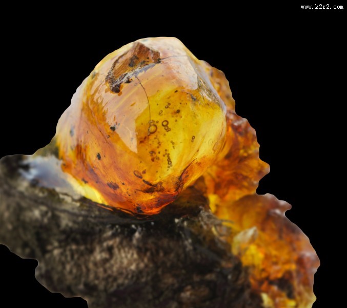 漂亮的树脂植物图片