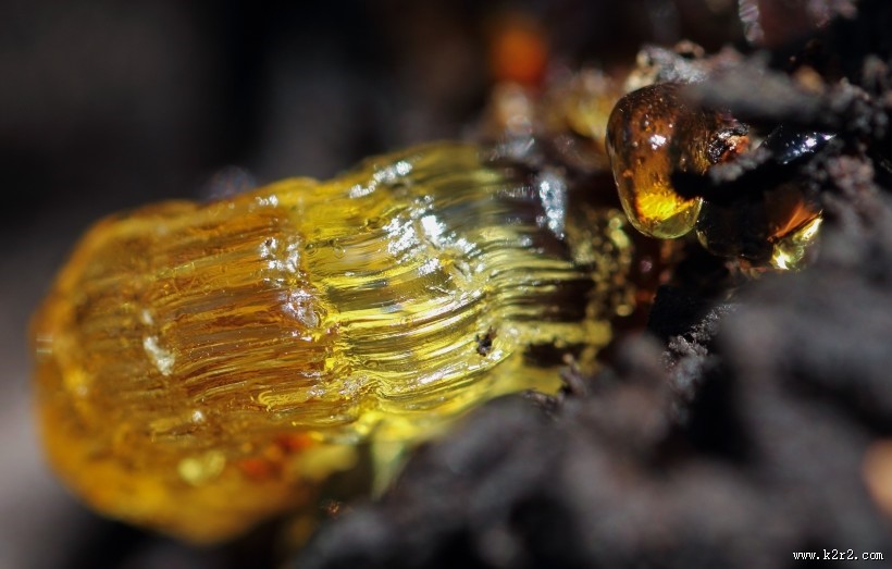 漂亮的树脂植物图片