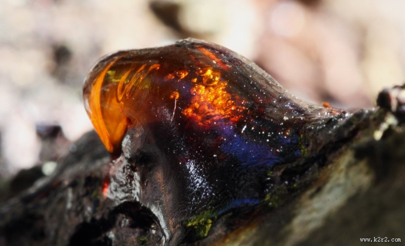 漂亮的树脂植物图片