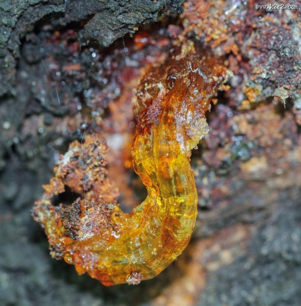 漂亮的树脂植物图片