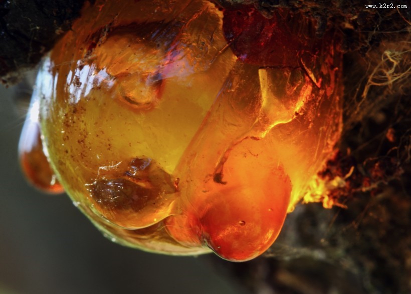 漂亮的树脂植物图片