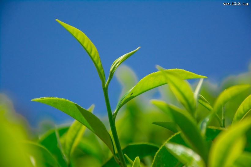 绿色茶叶植物图片大全