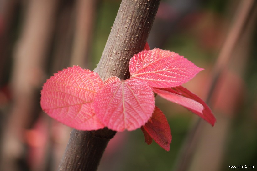 稚嫩的红叶图片