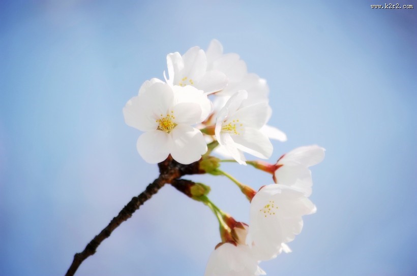 漂亮的白色樱花图片