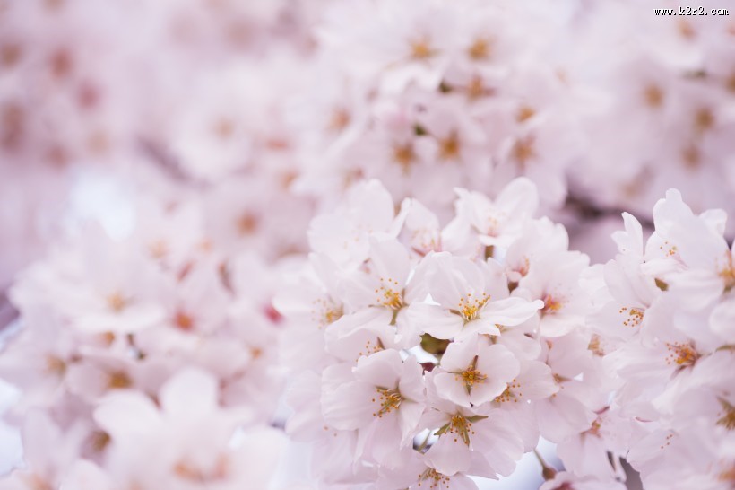 嫩嫩的粉色樱花图片