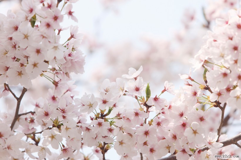 嫩嫩的粉色樱花图片