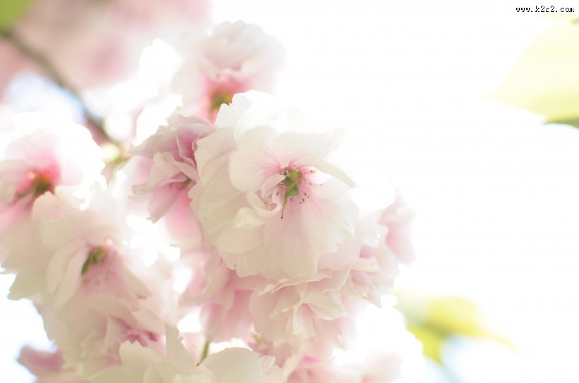 嫩嫩的粉色樱花图片